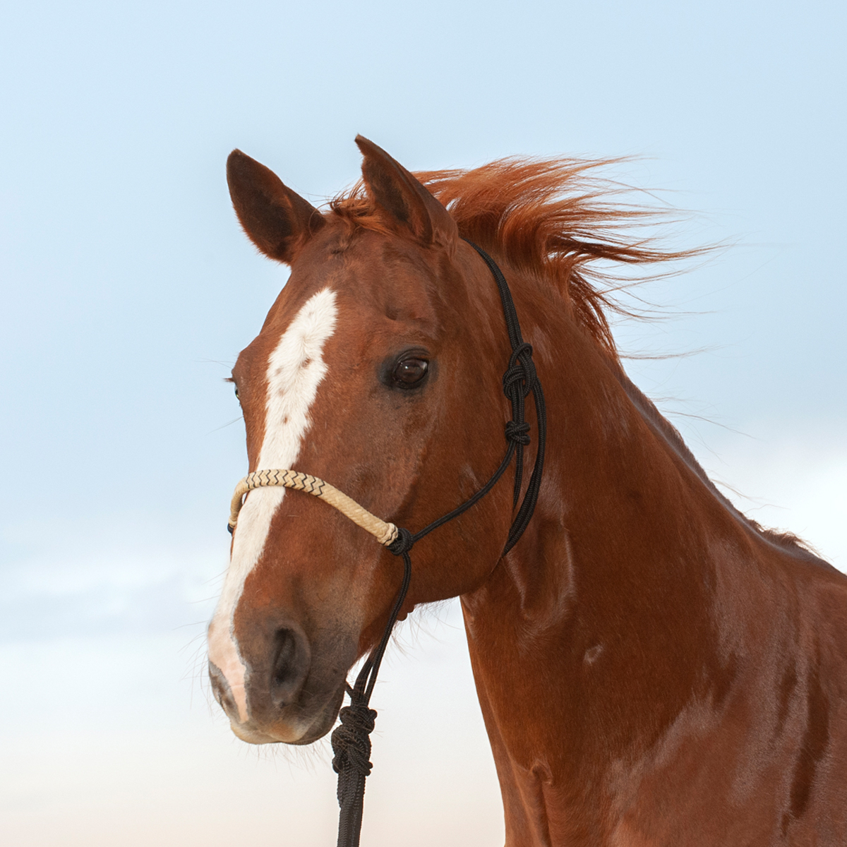 BRAIDED RAWHIDE ROPE HALTER