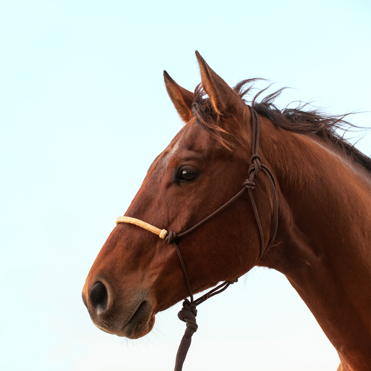 BRAIDED RAWHIDE ROPE HALTER